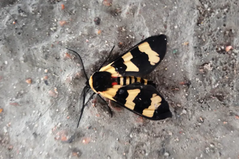 insectos